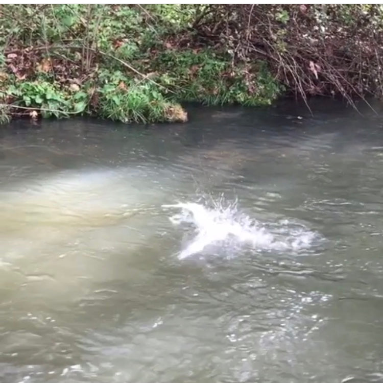 Stripping a Mop Fly Like a Small Streamer